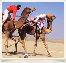 Sport Camel Golf
